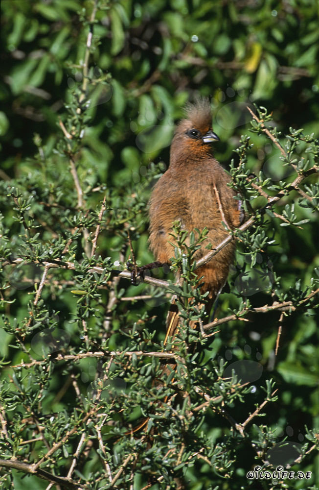 Speckled Mousbird in the dense undergrowth of Africa