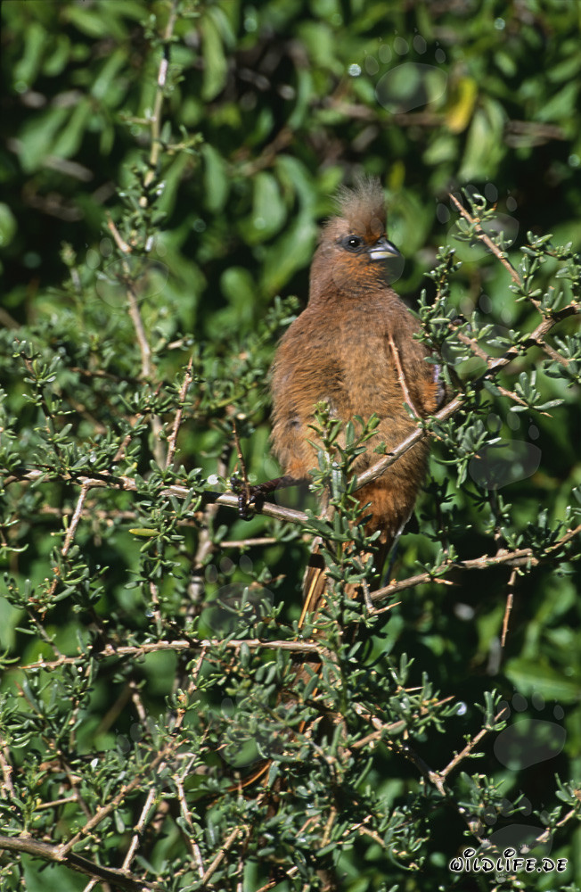 Uccello pipistrello con ali brune nella densa boscaglia africana
