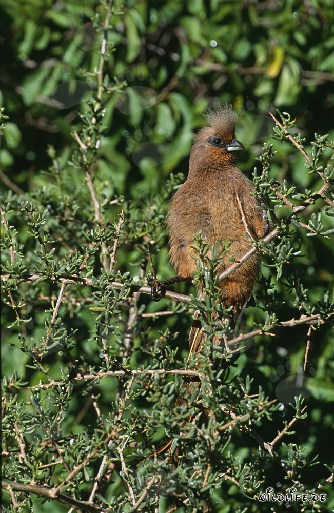 Braunflügelmausvogel
