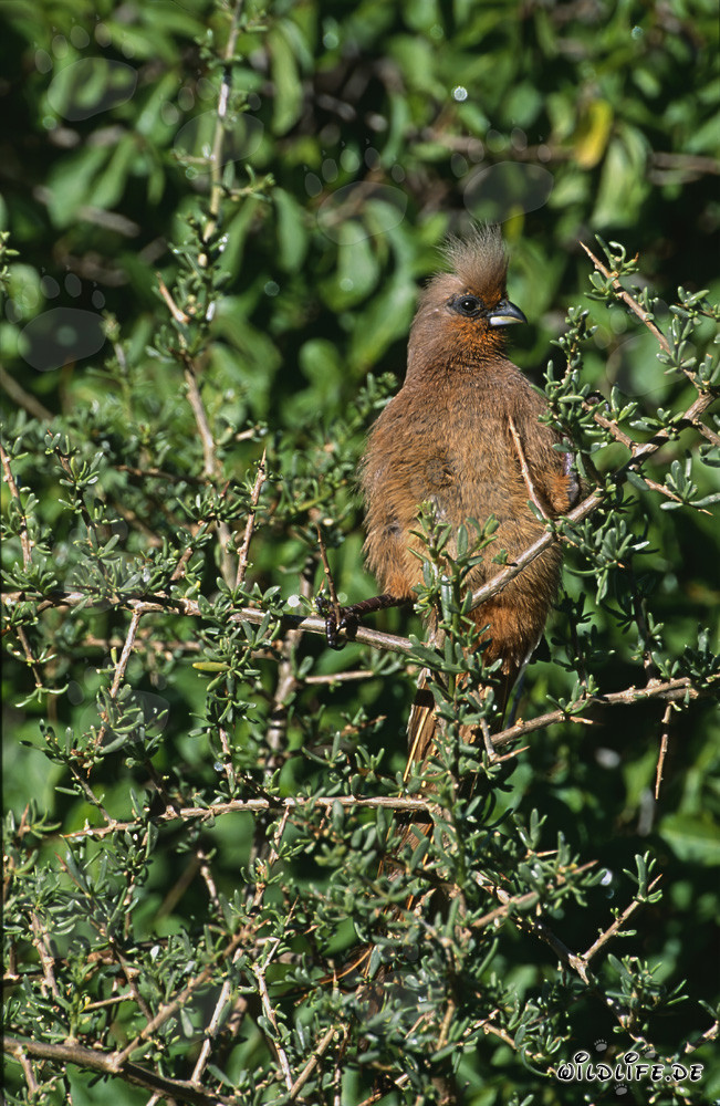 Impresionante pájaro ratón de alas marrones en Sudáfrica