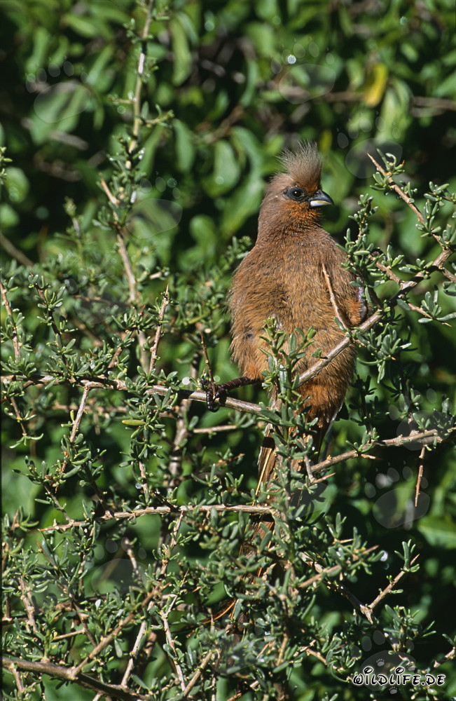Impressive Speckled Mousbird in South Africa