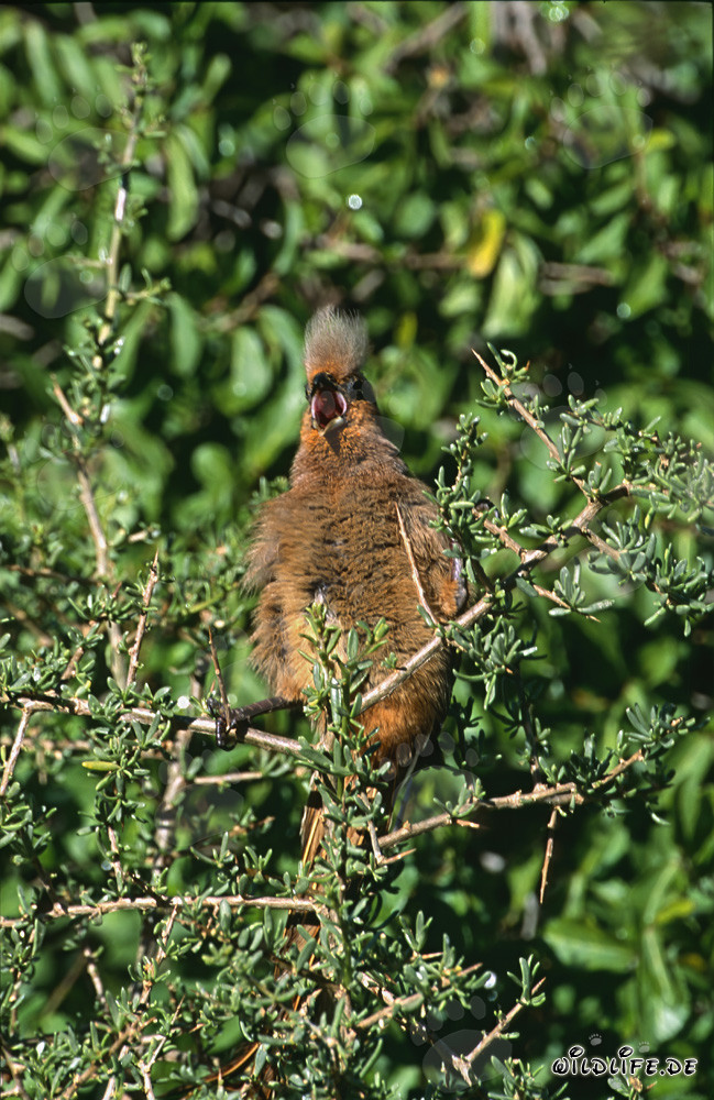Braunflügelmausvogel