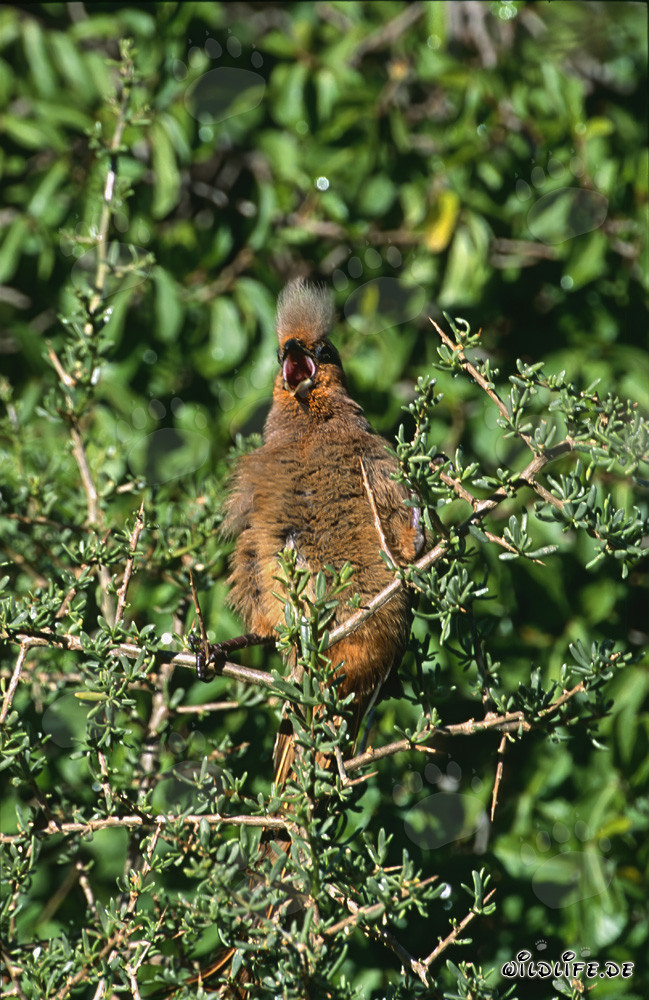 Coliou strié aux ailes brunes dans la verdure de la brousse