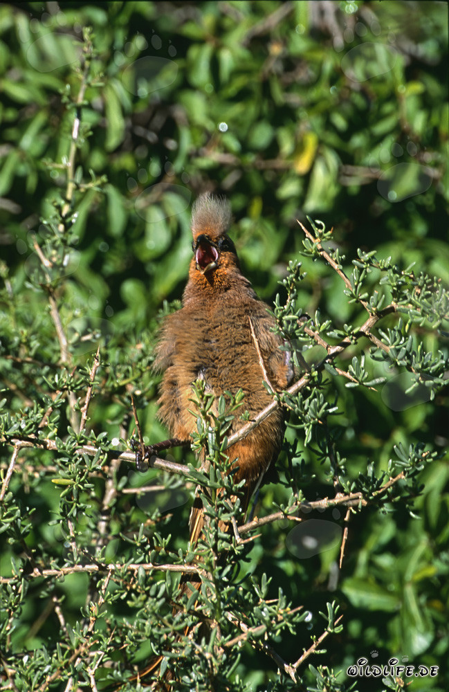 Speckled Mousbird in the Green of the Thicket