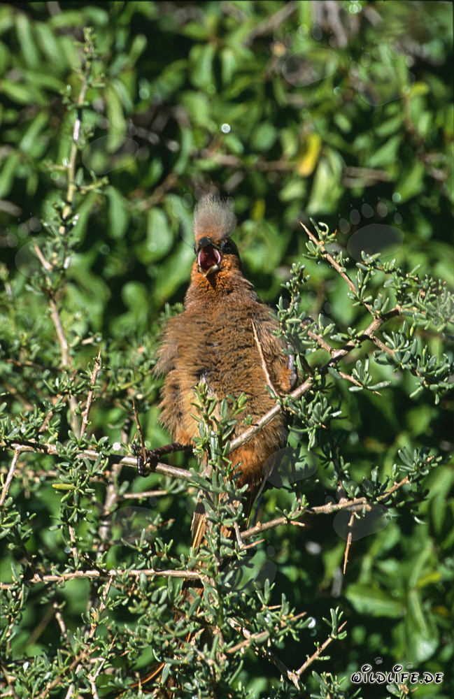 Uccello topo alimarrone nel verde della boscaglia