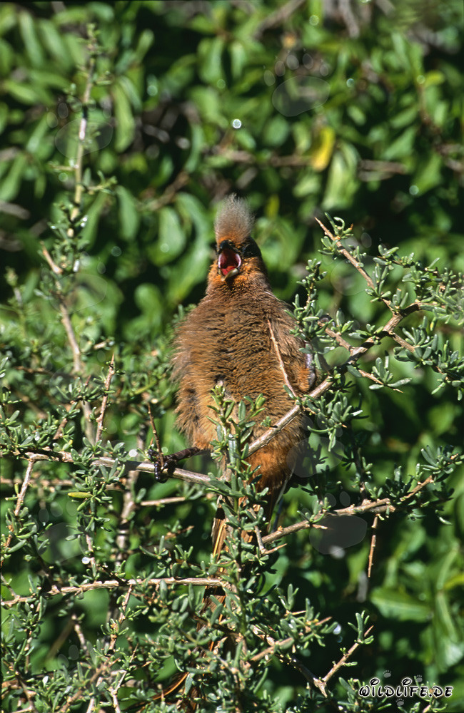 Braunflügelmausvogel