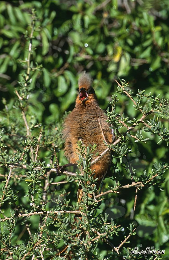 Un oiseau-souris à ailes brunes profite des rayons chauds du soleil en Afrique du Sud