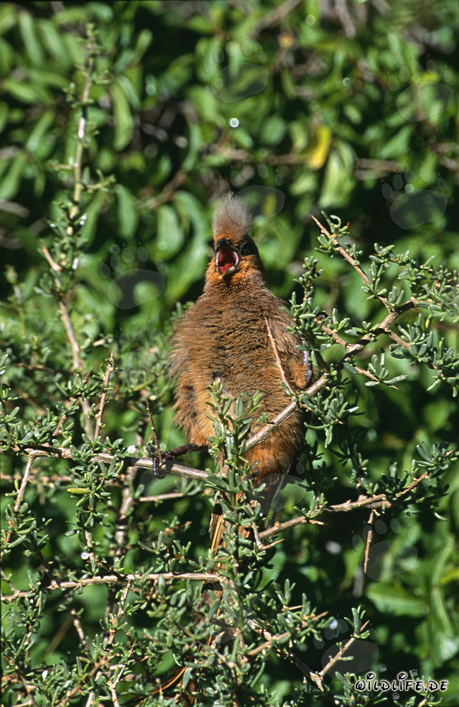Un pájaro ratón de alas marrones disfruta de los cálidos rayos del sol en Sudáfrica