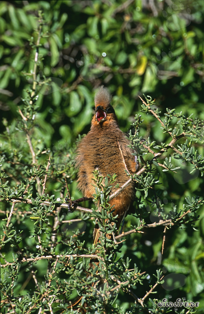 A speckled mousbird enjoys the warm sun rays in South Africa