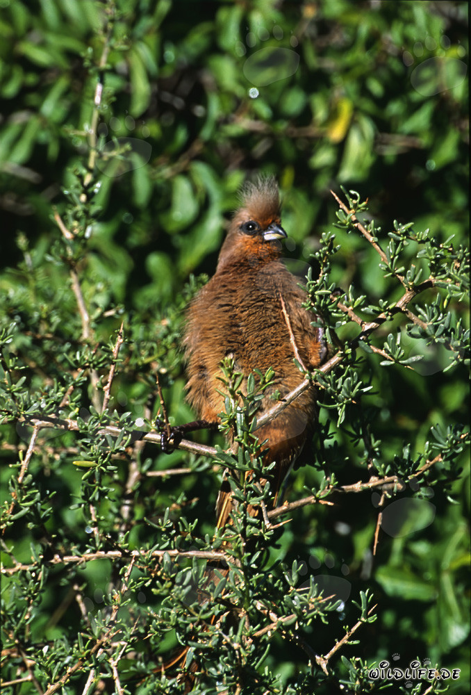 Braunflügelmausvogel