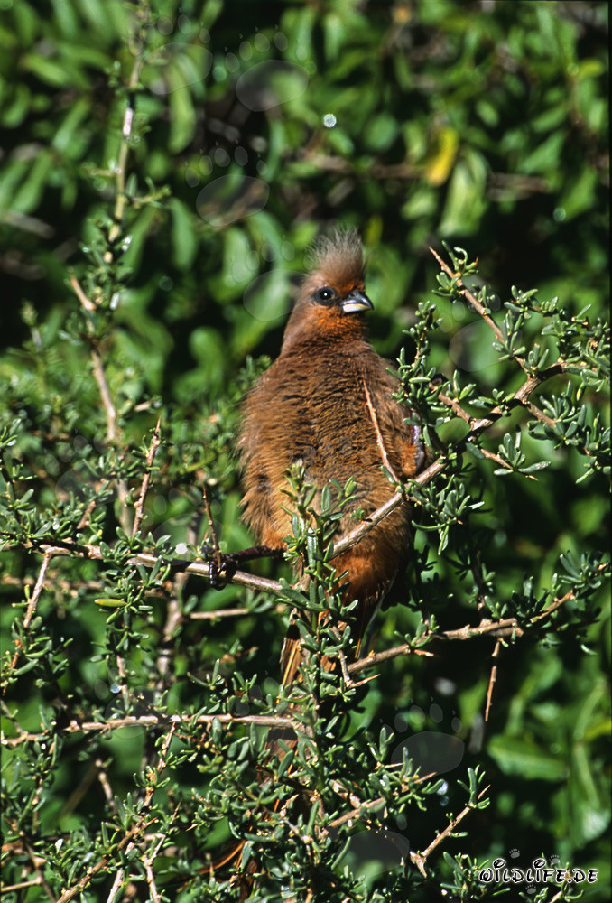 The eye of the Speckled Mousbird glows in the sunlight