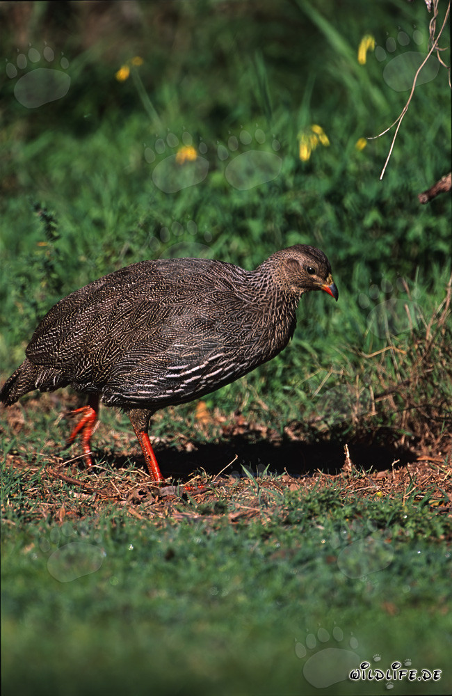 Cape Francolin looking for food in the picturesque Bontebok National Park, South Africa