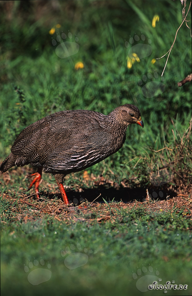 Francolin du Cap en quête de nourriture dans le pittoresque parc national de Bontebok, Afrique du Sud