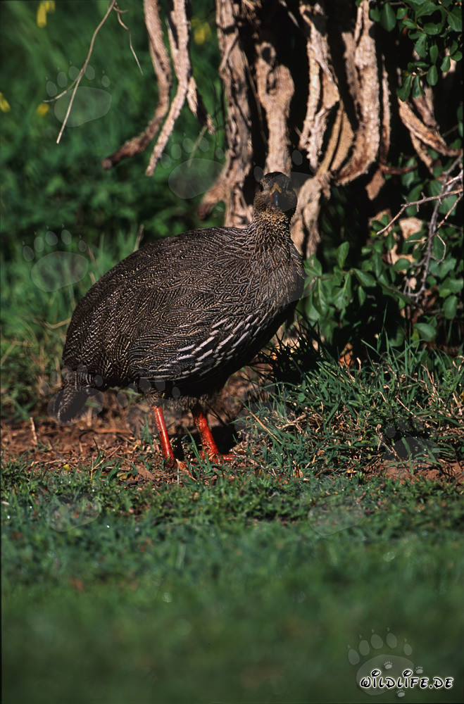 Cape Francolin in Bontebok National Park, South Africa