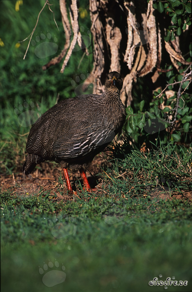Francolin du Cap dans le parc national de Bontebok, Afrique du Sud