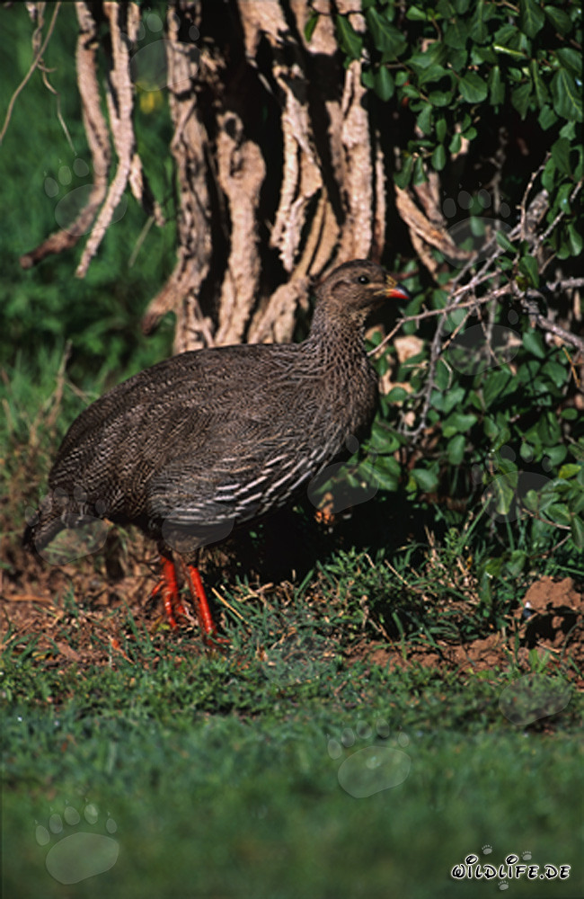 Majestic Cape Francolin in Bontebok National Park, South Africa