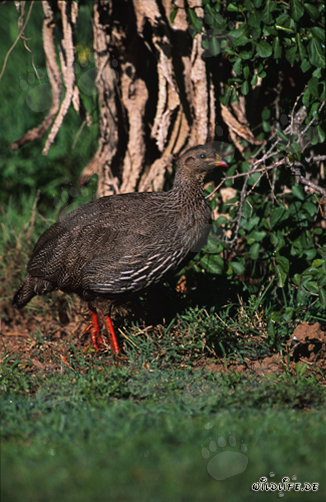 Francolin du Cap majestueux dans le parc national de Bontebok, Afrique du Sud