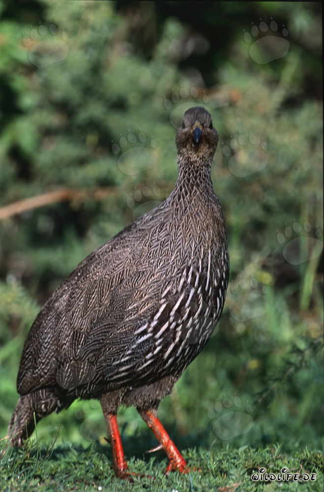 Cape Francolin foraging in the picturesque Bontebok National Park, South Africa