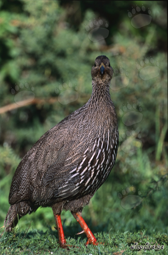 Francolin du Cap à la recherche de nourriture dans le pittoresque parc national de Bontebok, Afrique du Sud
