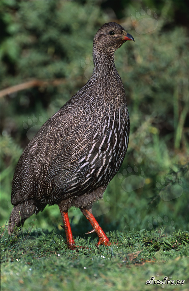 Cape Francolin - majestic bird in Bontebok National Park