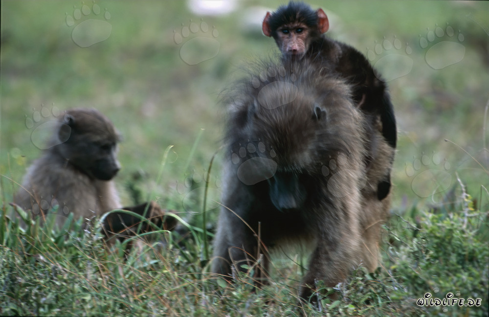 Famiglia di babbuini nella savana