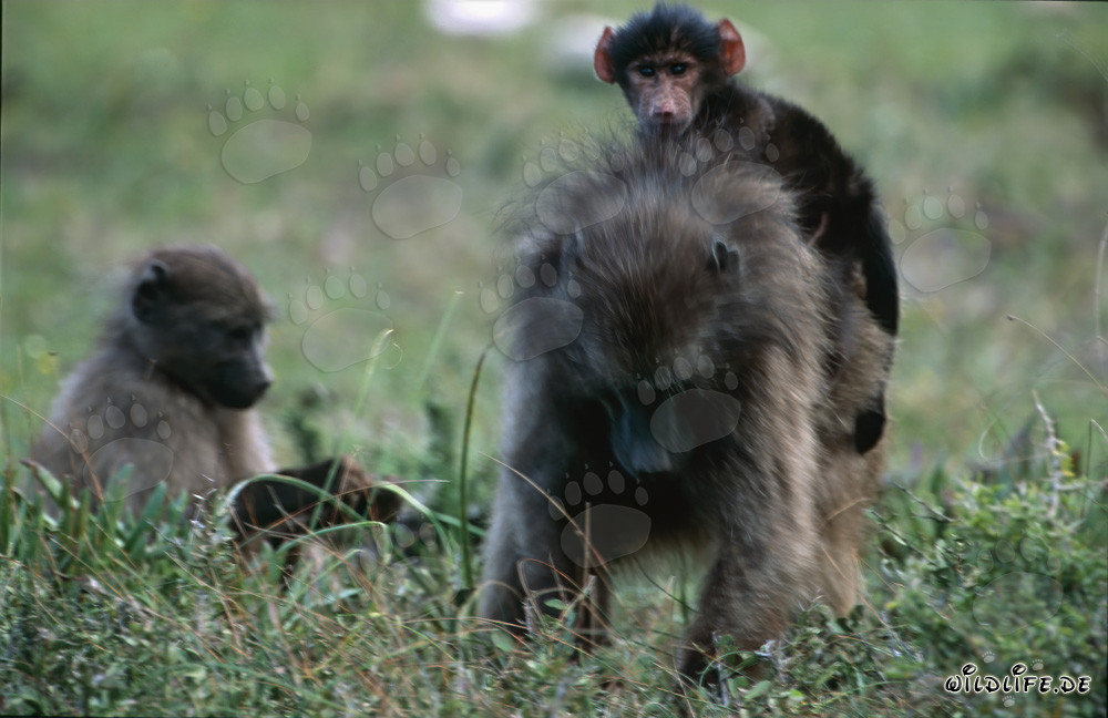 Familia de babuinos en la sabana