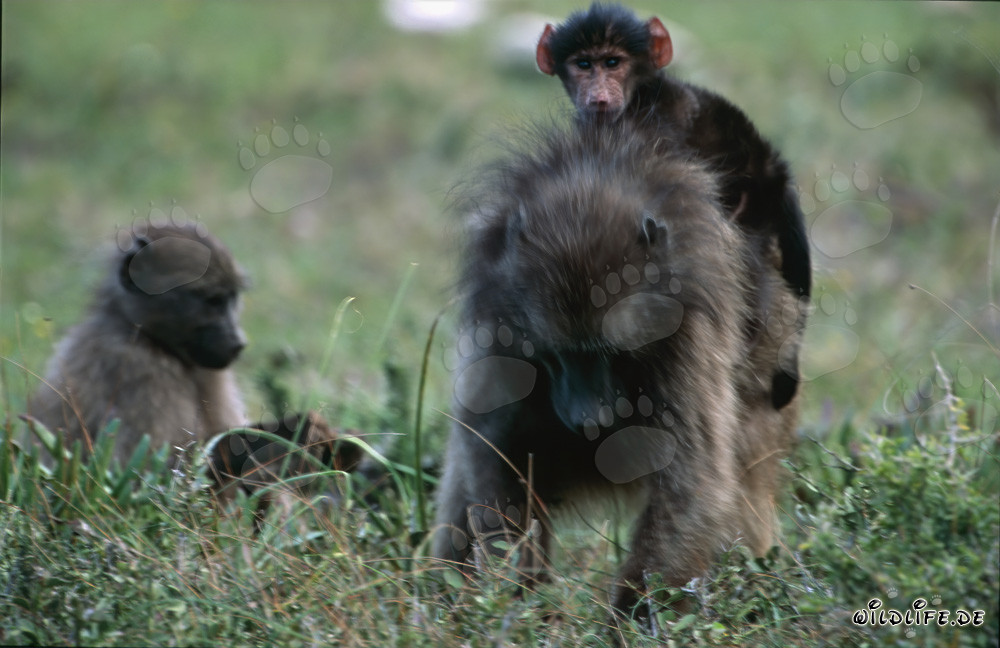 Famille de babouins dans la savane