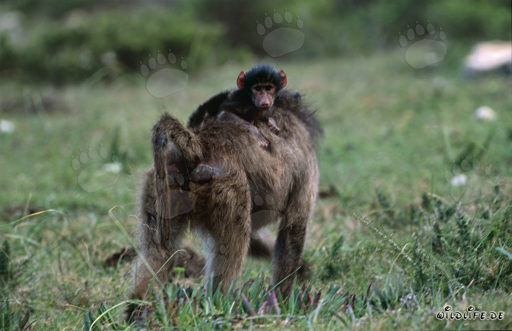 Babuino delle steppe con bambino sulla schiena
