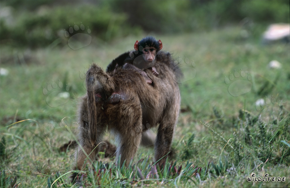 Paviano de las estepas con bebé en la espalda