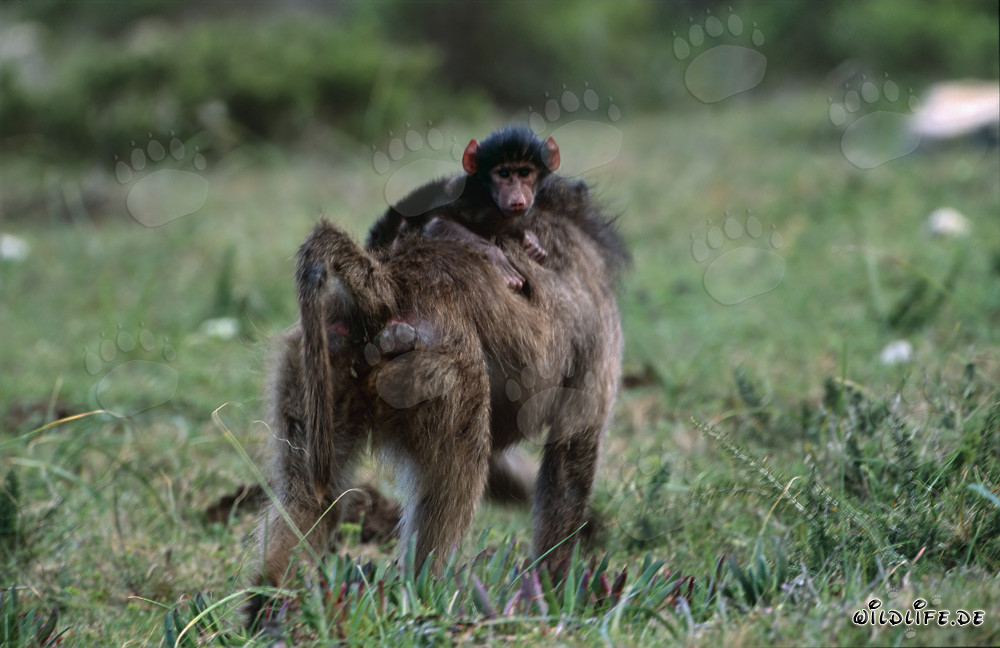 Pavien des steppes avec bébé sur le dos