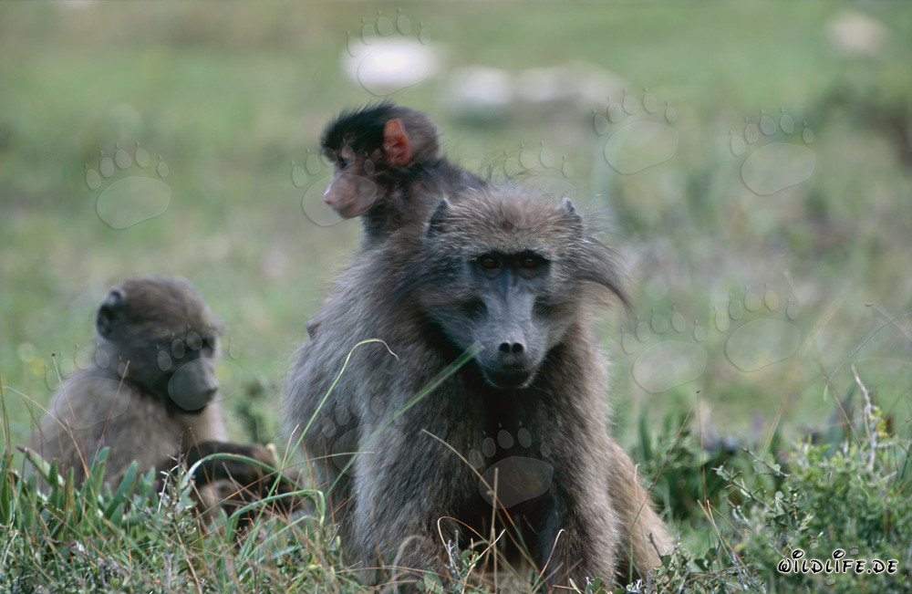 Famiglia giocosa di babbuini nella savana