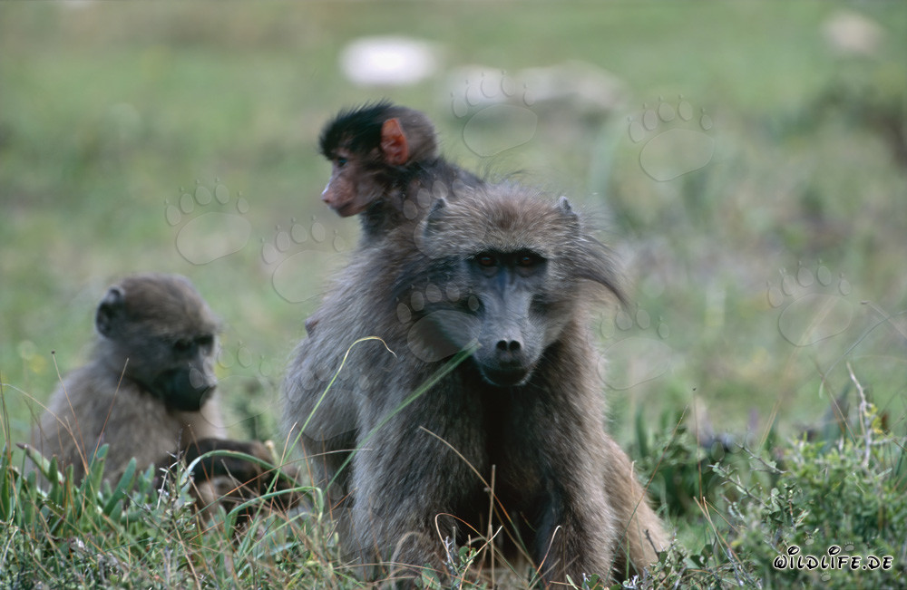 Familia juguetona de babuinos en la sabana