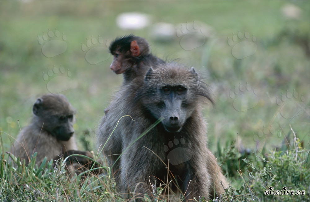 Famille ludique de babouins dans la savane