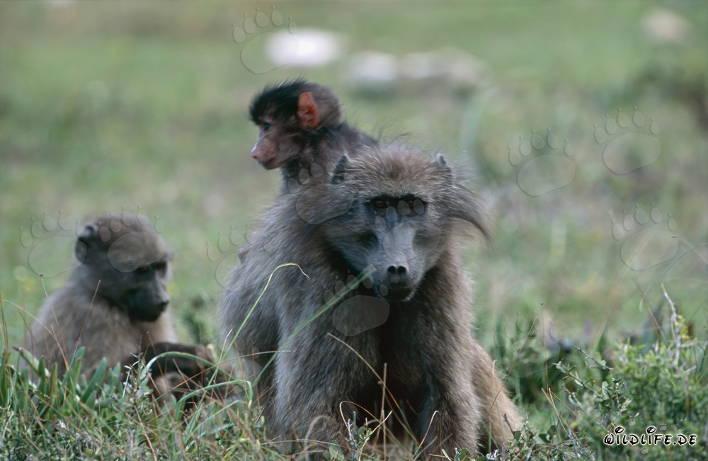 Playful Savanna Baboon Family in the Wilderness