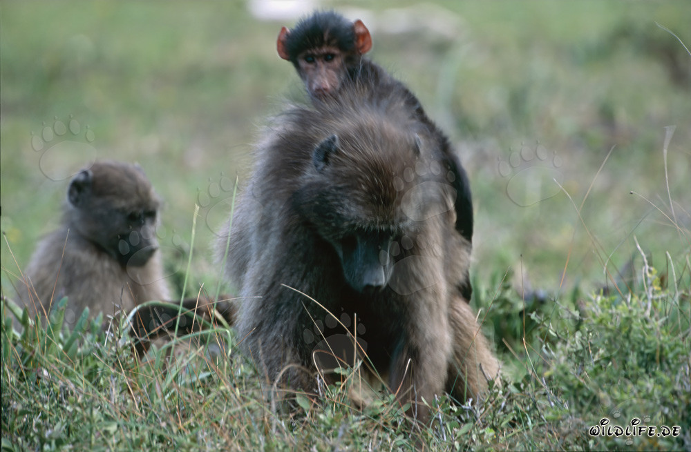 Madre di babbuino delle steppe con due cuccioli nella savana