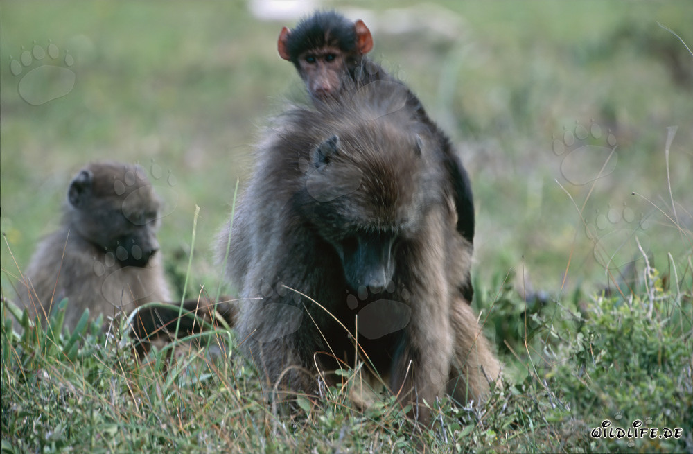Mère de babouin des savanes avec deux petits dans la savane