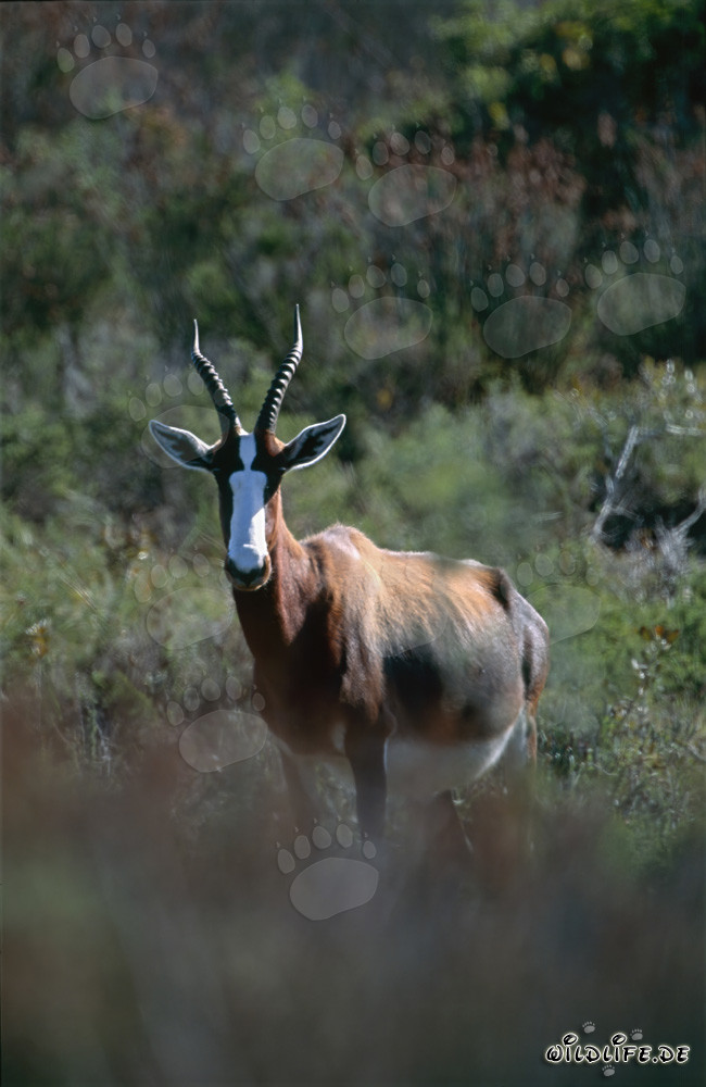 Bontebok - Fascinants antilopes dans le parc national de Bontebok en Afrique du Sud