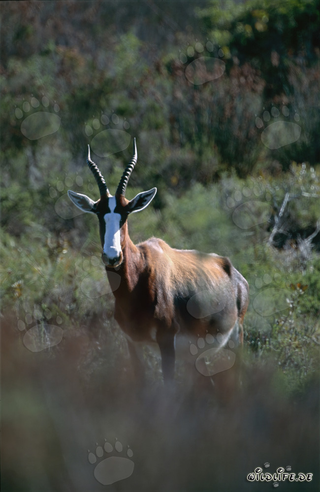 Bontebok - Fascinating Antelopes in South Africa's Bontebok National Park