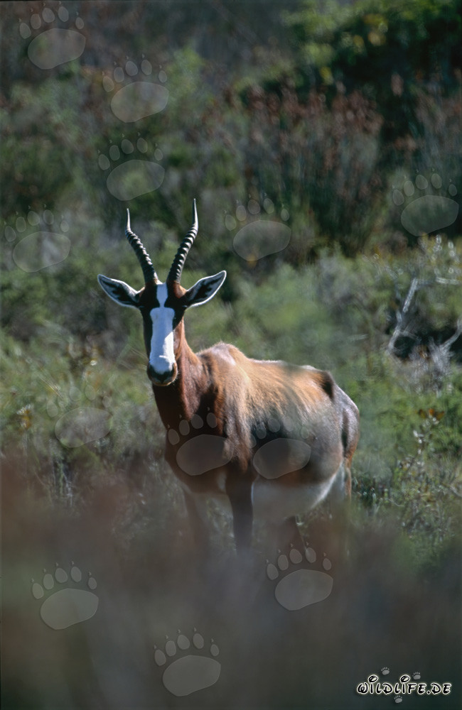 Bontebok - Fascinanti antilopi nel Parco Nazionale Bontebok in Sudafrica