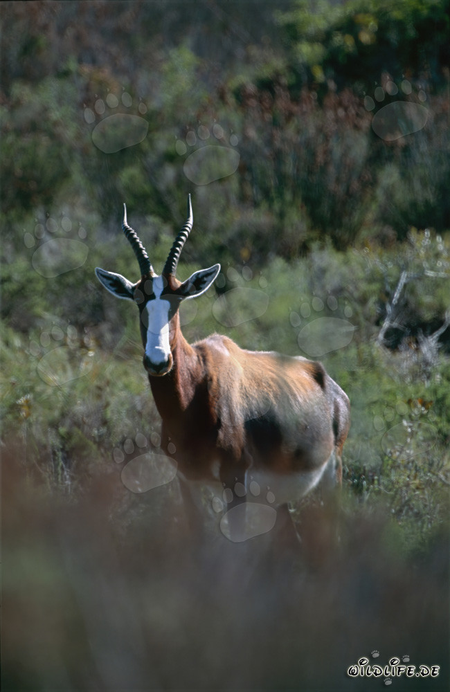 Bontebok - Fascinantes antílopes en el Parque Nacional Bontebok de Sudáfrica