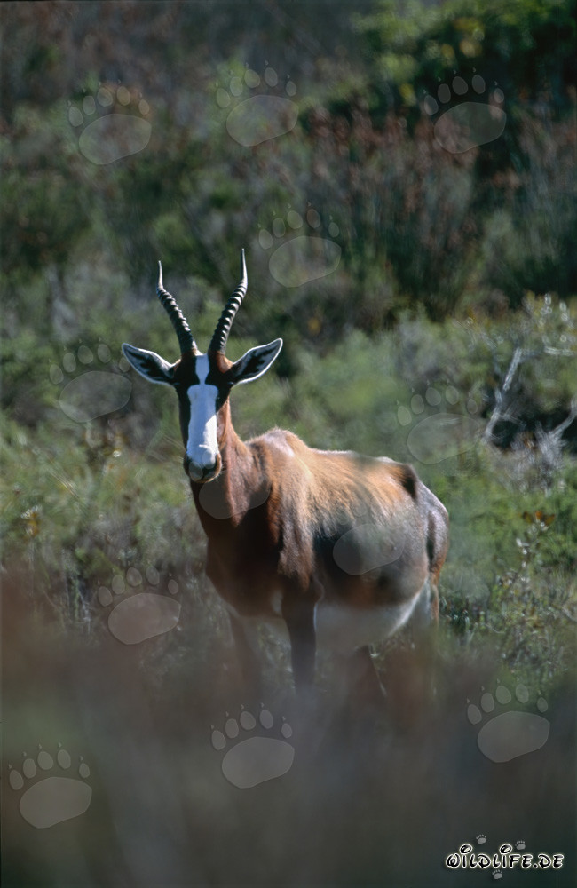 Buntbock - Faszinierende Antilopen in Südafrikas Bontebok Nationalpark