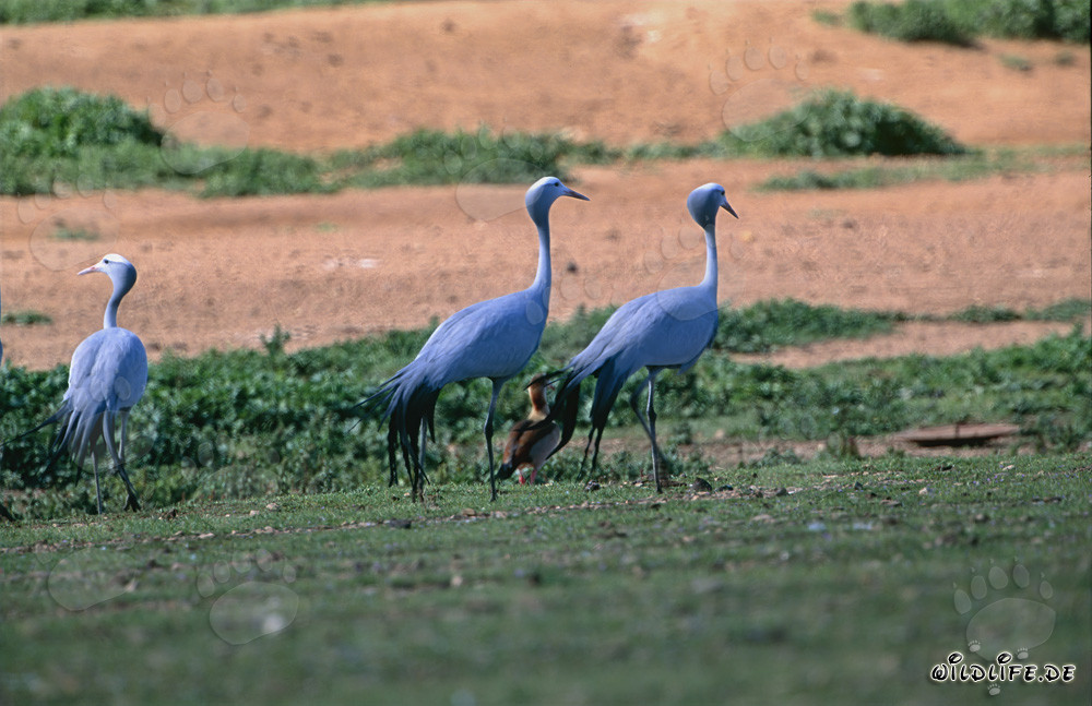 Majestic Blue Cranes in the Vastness of the Overberg in South Africa