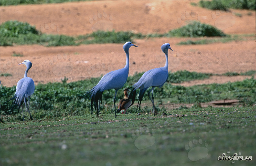 Gru reali paradisiache sulle vaste distese dell'Overberg in Sudafrica