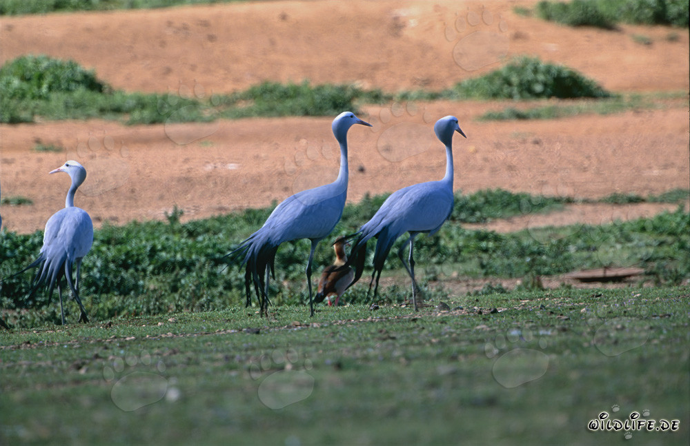 Grues paradisiaques majestueuses sur les étendues de l'Overberg en Afrique du Sud