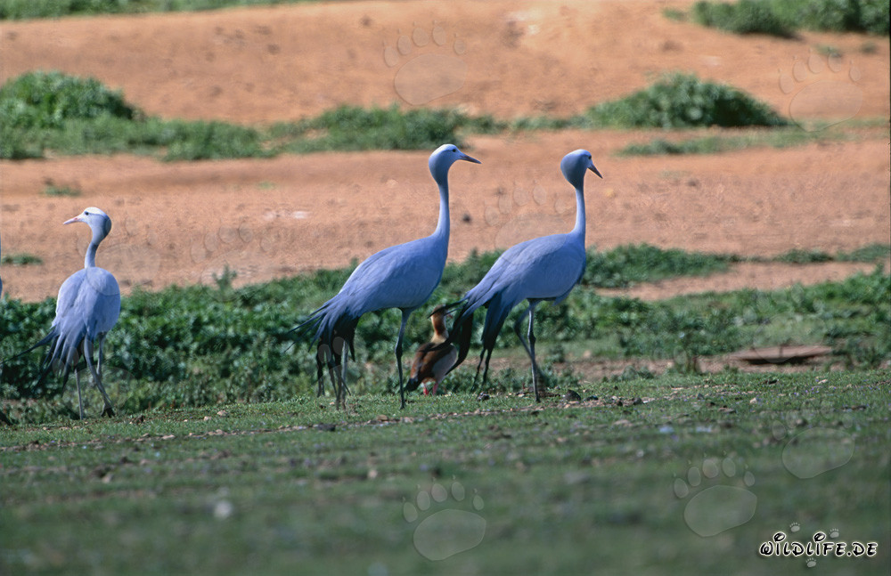 Gruas paradisíacas majestuosas en los extensos terrenos de Overberg en Sudáfrica