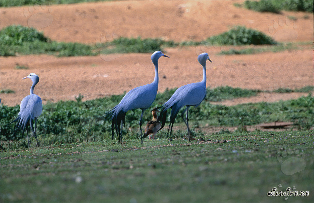 Paradieskranich