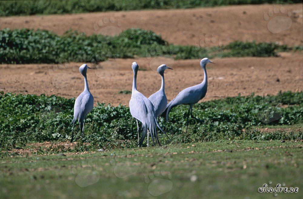 Grues paradis sur une ferme idyllique