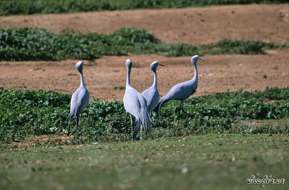 Grullas paraíso en una finca idílica
