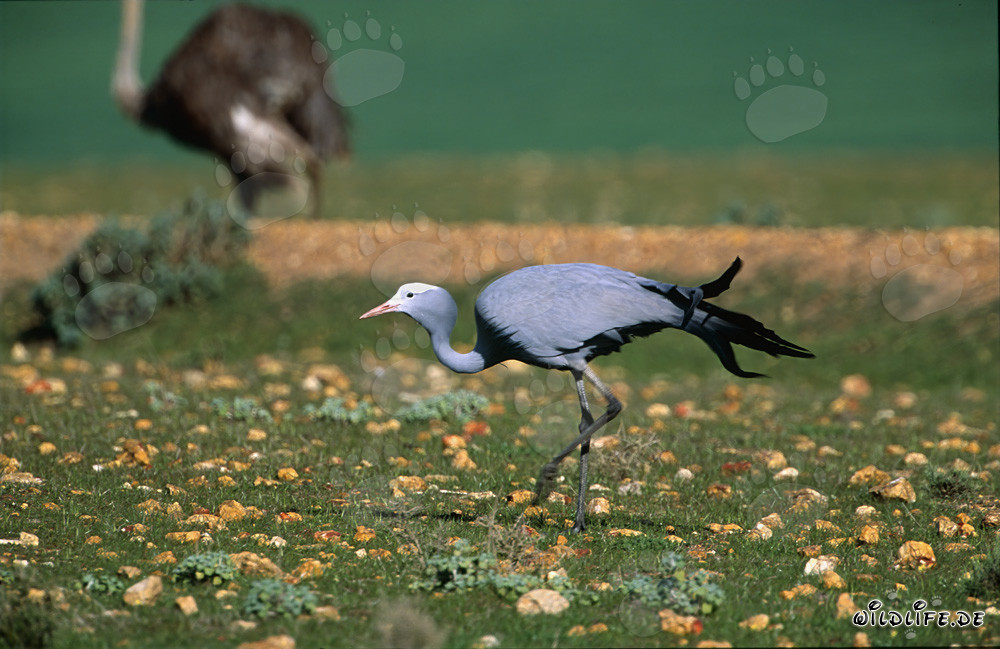 Rare Blue Crane on rocky ground