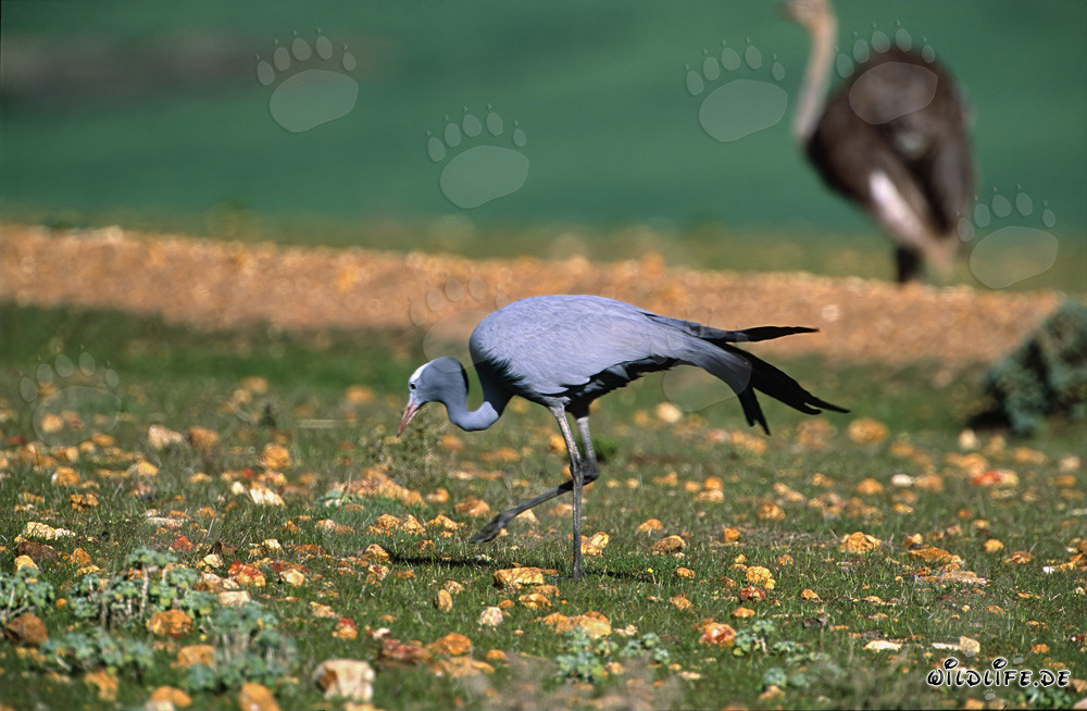 Blue Crane Searching for Food in South Africa